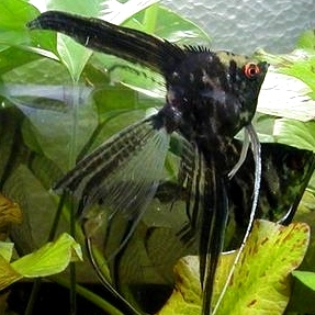Angelfish - Black Marble Veil Lace - Medium